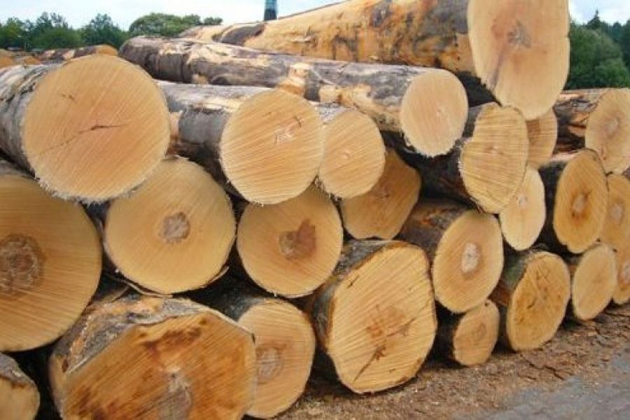 Gỗ sồi có tốt không? Tính năng, ưu điểm, nhược điểm và cách chọn lựa gỗ sồi chất lượng