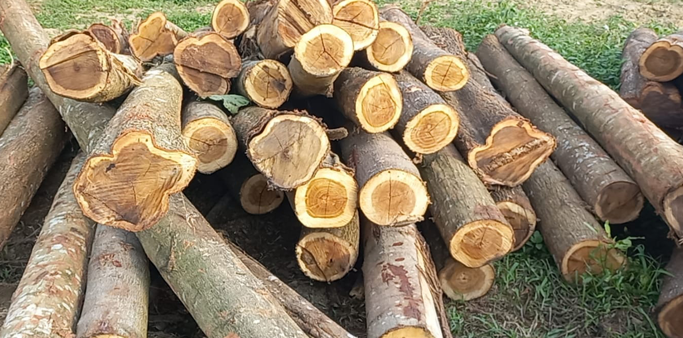 Gỗ Chò Chỉ là gì? 2 Gỗ Chò Chỉ là gì?