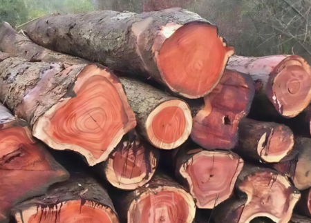 Gỗ Gõ Đỏ Là Gì?