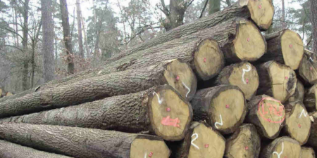 Gỗ Sồi Là Gì? Gỗ sồi có tốt không?