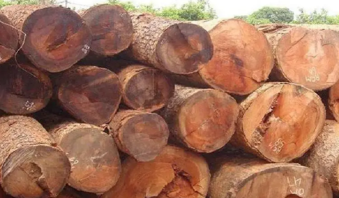 Gỗ Trắc là gì? Tất tần tật thông tin về gỗ trắc 4 Gỗ Trắc là gì? Tất tần tật thông tin về gỗ trắc