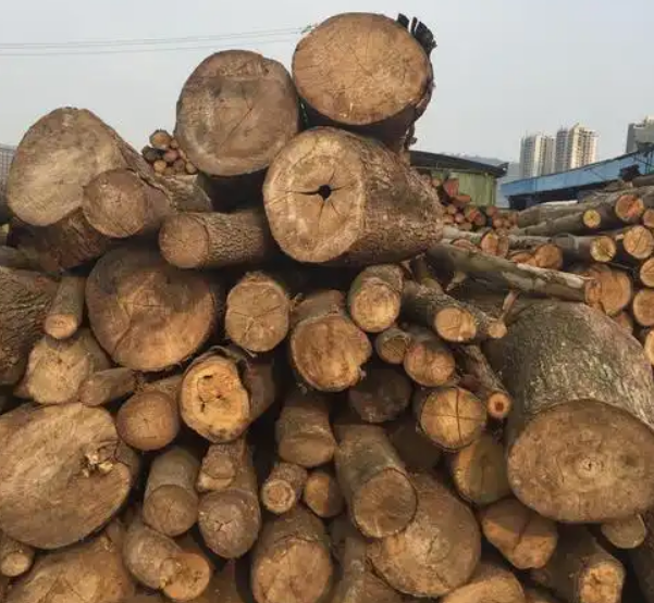 Gỗ dổi là gì? Tổng quan về loại gỗ quý hiếm 7 Gỗ dổi là gì?