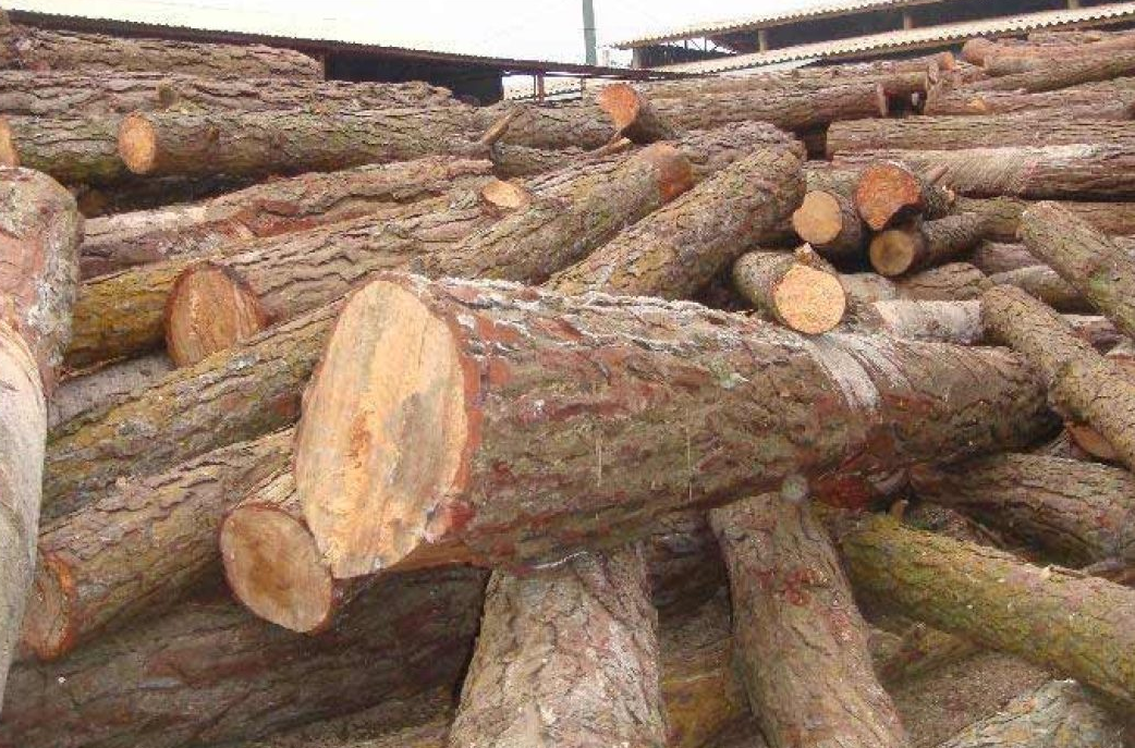 Gỗ dổi là gì? Tổng quan về loại gỗ quý hiếm 4 Gỗ dổi là gì?