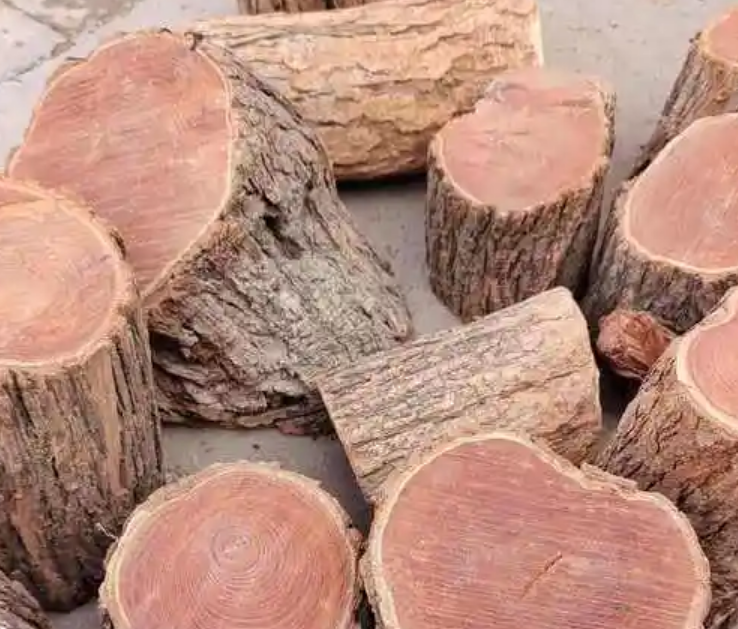 Gỗ dổi là gì? Tổng quan về loại gỗ quý hiếm 3 Gỗ dổi là gì?