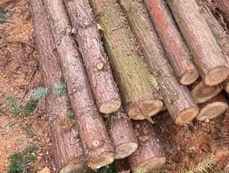 Gỗ dổi là gì? Tổng quan về loại gỗ quý hiếm 2 Gỗ dổi là gì?